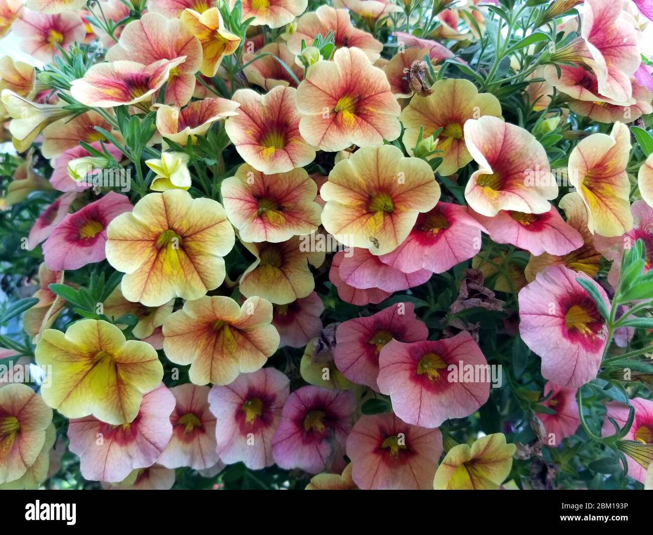 Beautiful mixed of light pink and yellow Calibrachoa flowers Stock ...