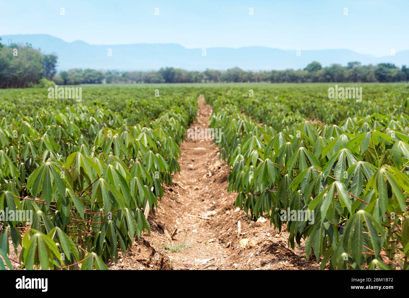 organic cassava field at rural agriculture landscape Stock Photo