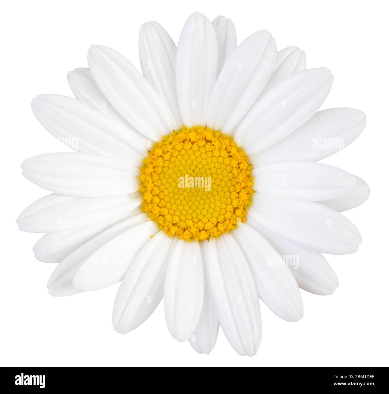Beautiful white Daisy (Marguerite) isolated on white background, including clipping path. Germany Stock Photo