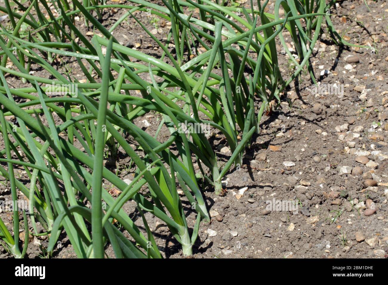 Onions growing in a vegetable garden. Stock Photo