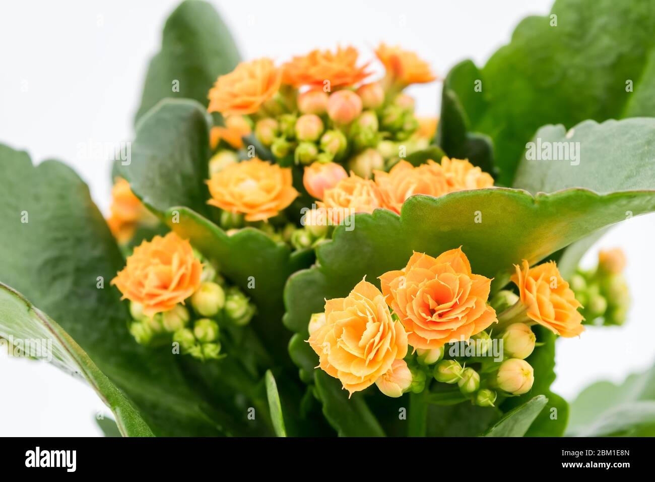 Flaming Katy plant with Orange Yellow flowers in a pot isolated on white background Close Up