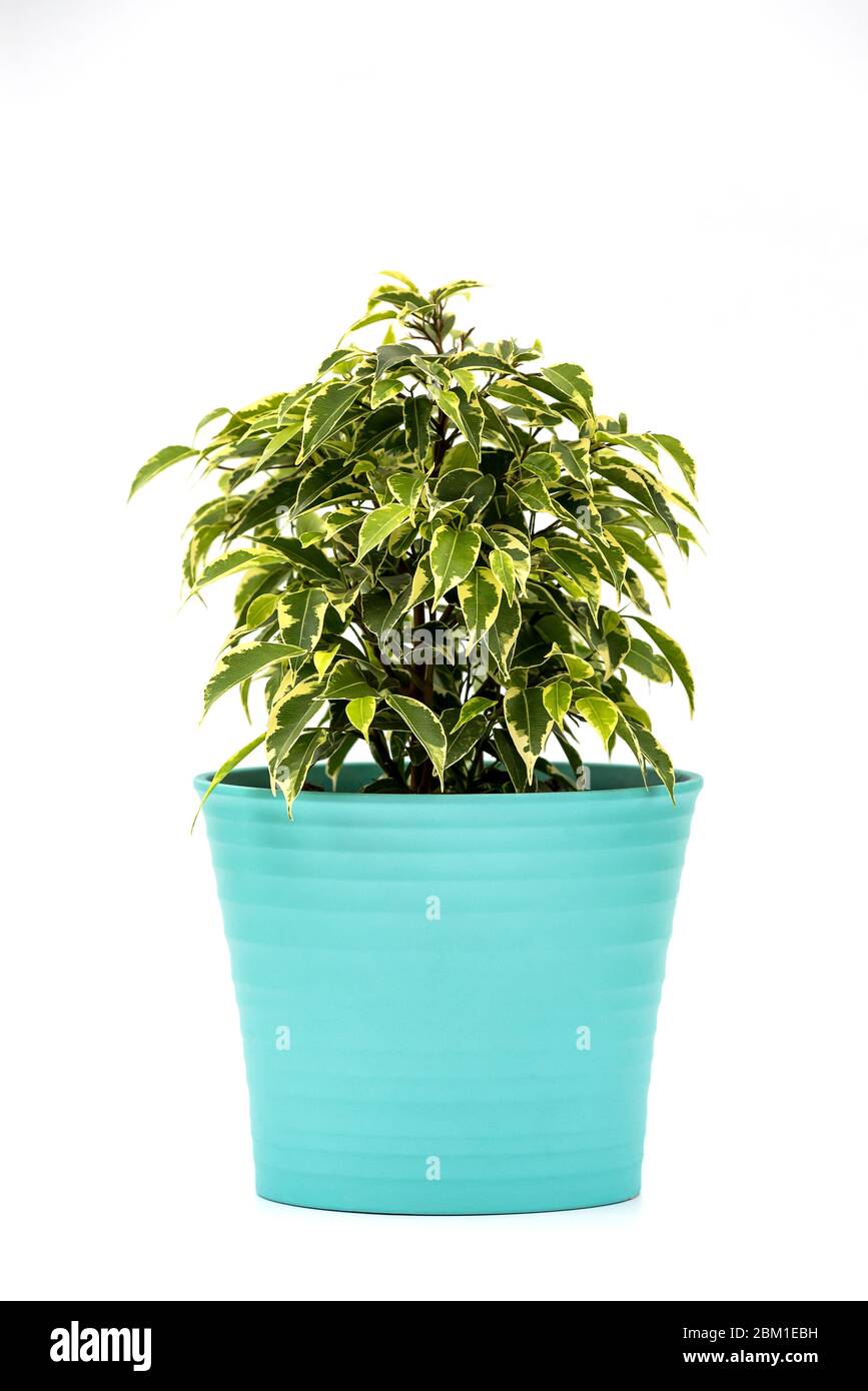Ficus Kinky Houseplant in flowerpot on white background. Plant in a pot. Ficus  Kinky tree Isolated on white background Stock Photo - Alamy