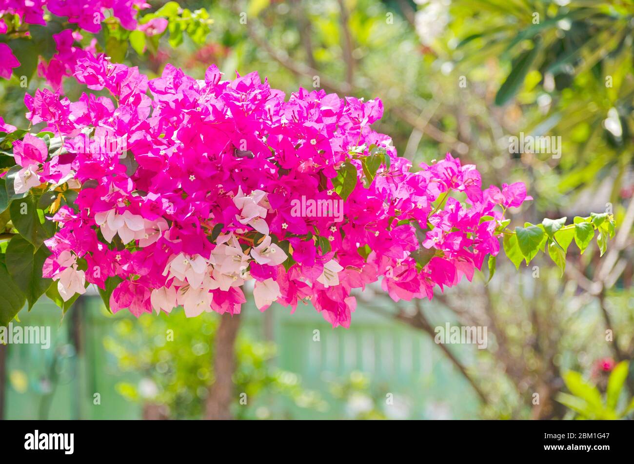 A large pink and white bougainvillea flower group grows the summer during the daytime in the home gardens. Stock Photo