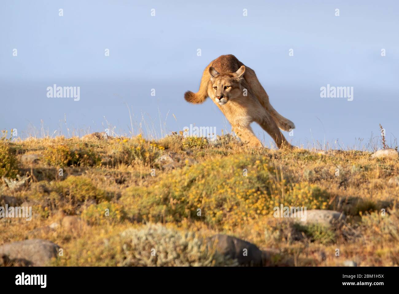 Single Puma running on a hill side, silhouetted against blue sky. Also  known as Cougar or Mountain Lion Stock Photo - Alamy