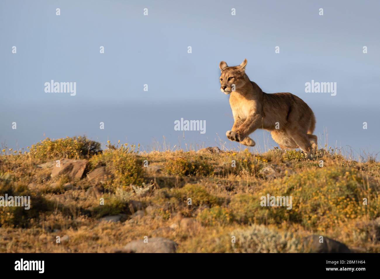 Mountain lion (Puma concolor) silhouetted, Torres del Paine. Patagonia,  Puerto Natales, Chile Stock Photo - Alamy