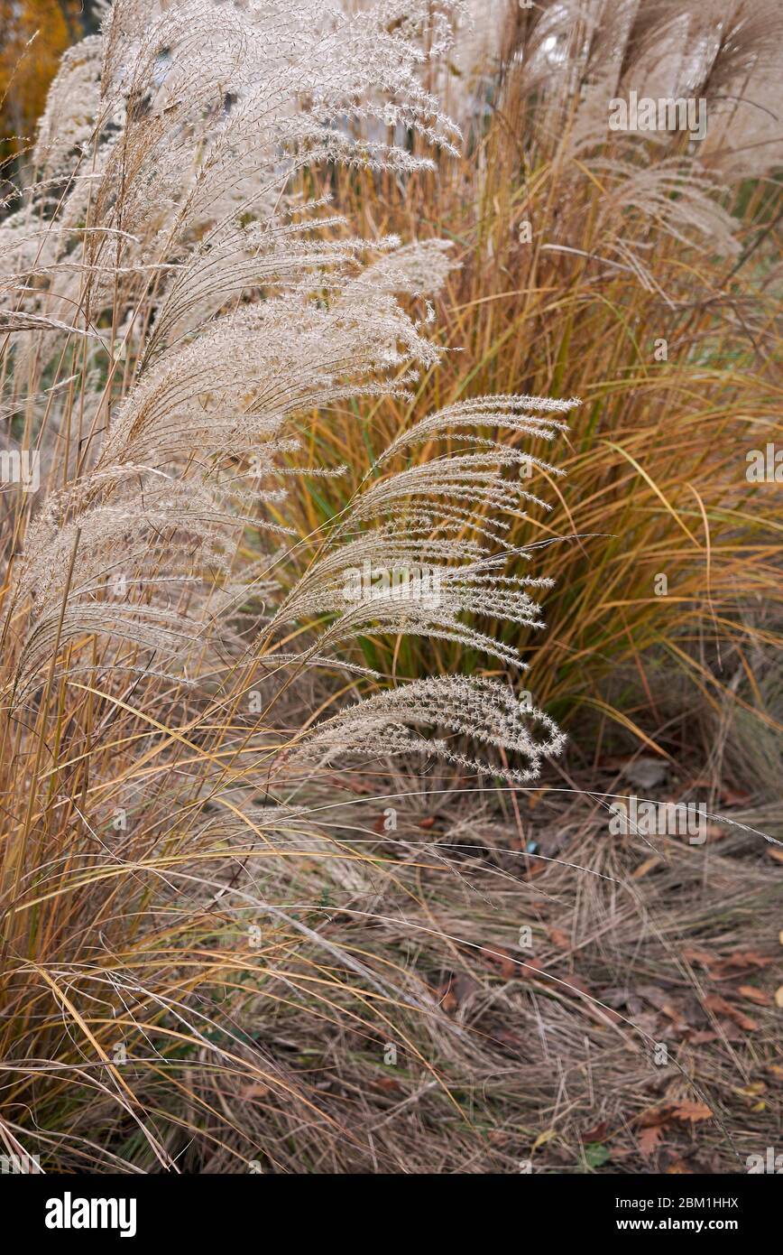 Miscanthus sinensis grass in bloom Stock Photo