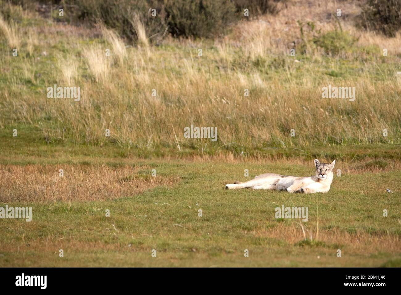 Single adult female puma in bright sunlight rolling on the grass.  Also known as a cougar or mountain lion. Stock Photo