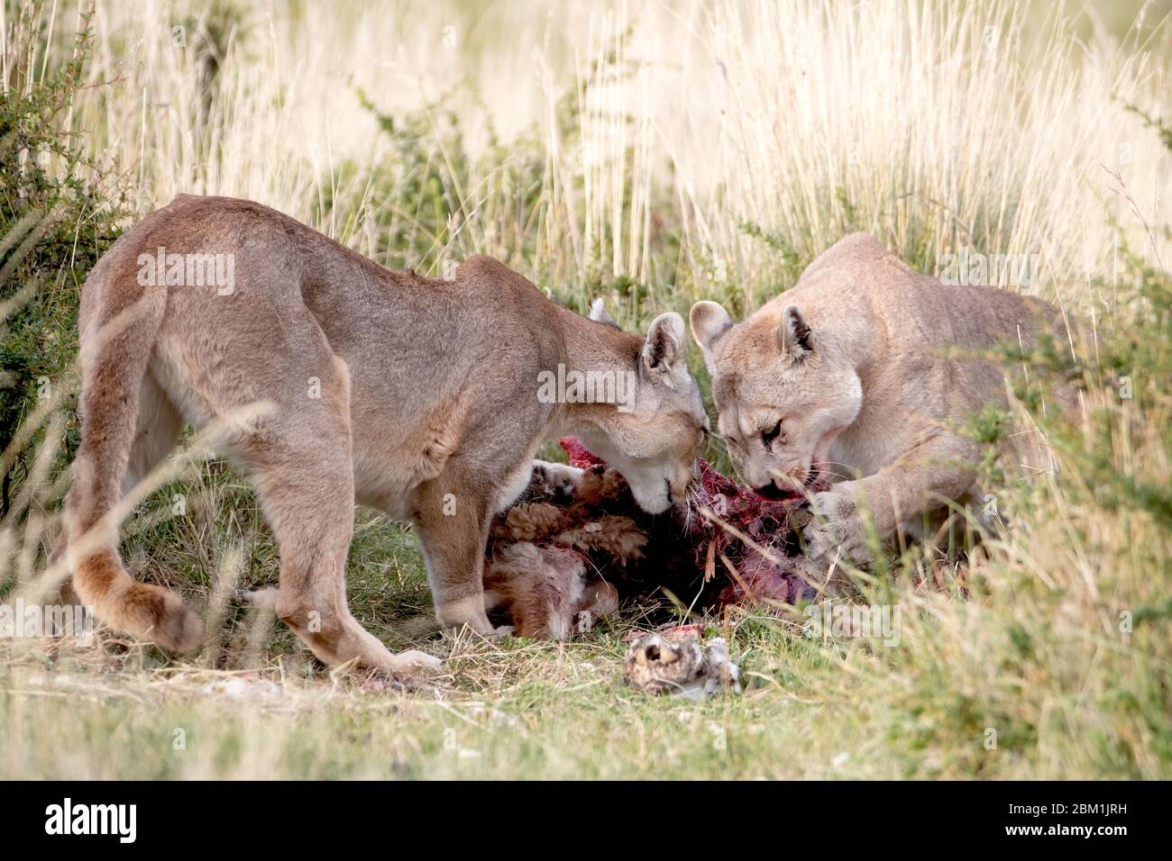 Puma eating hi-res stock photography and images - Alamy