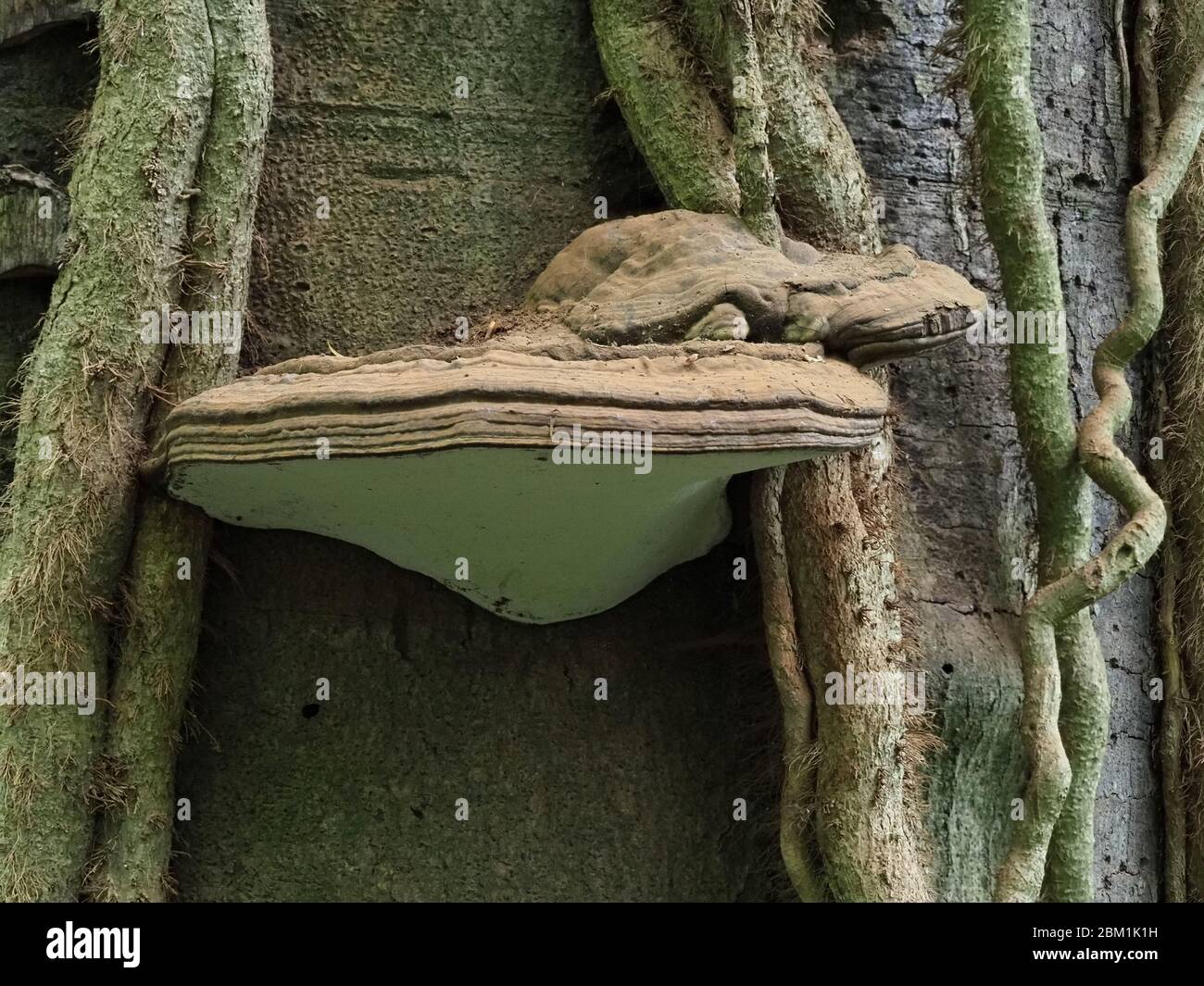 Ganoderma pfeifferi the Beeswax Bracket fungus growing on dead beech trunk in Somerset UK Stock Photo