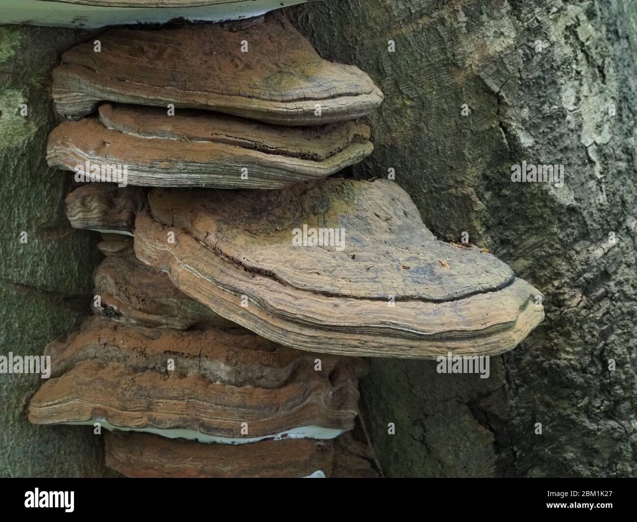 Ganoderma pfeifferi the Beeswax Bracket fungus growing on dead beech trunk in Somerset UK Stock Photo