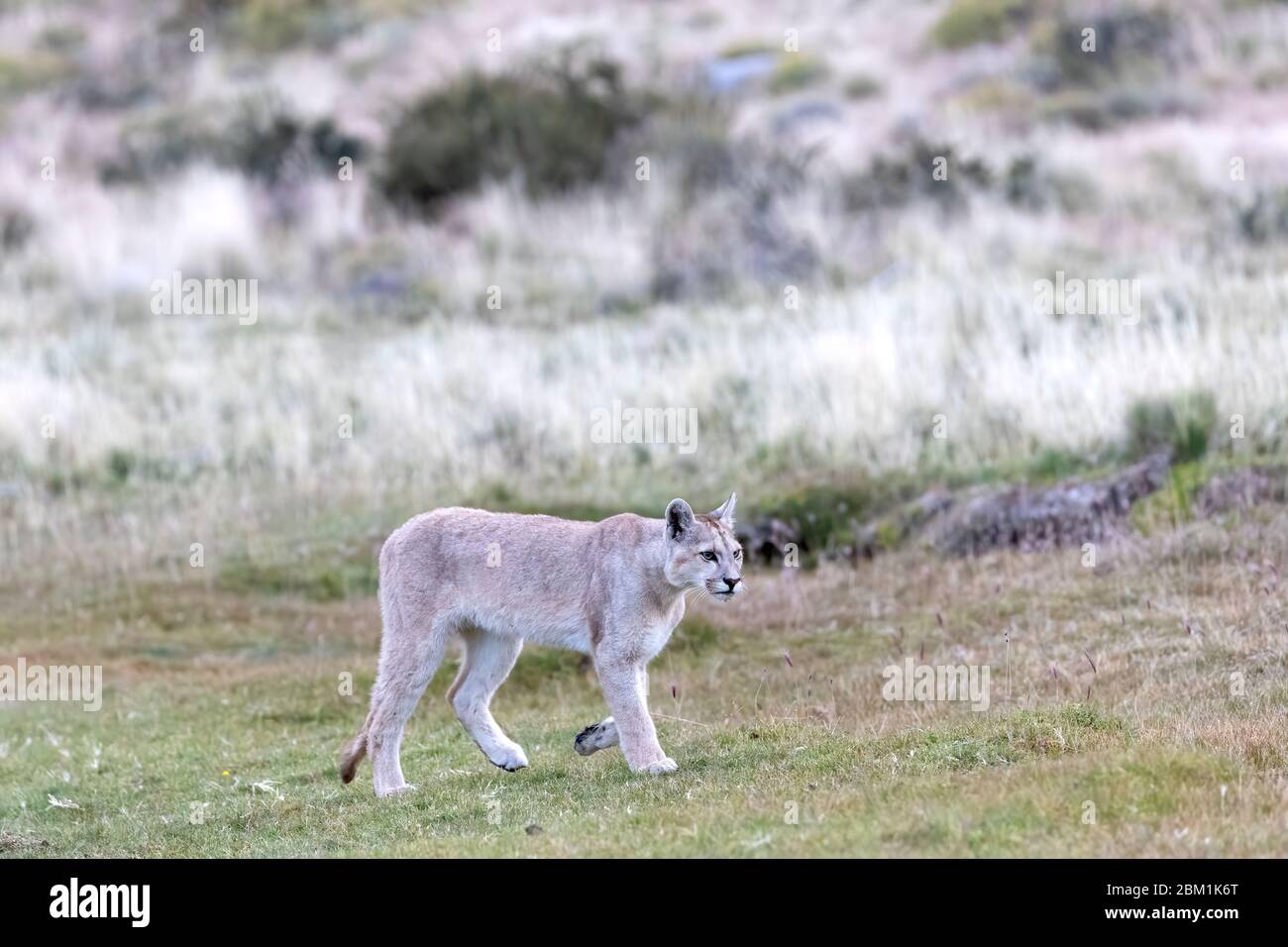 Single juvenile puma walking through the grass. Also known as a cougar or mountain lion Stock