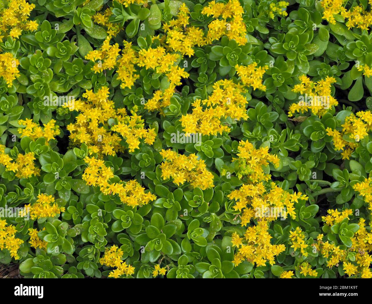 Yellow flowers of ground covering Sedum palmeri or Palmer's Stonecrop growing in the shady border of a garden in Somerset UK Stock Photo