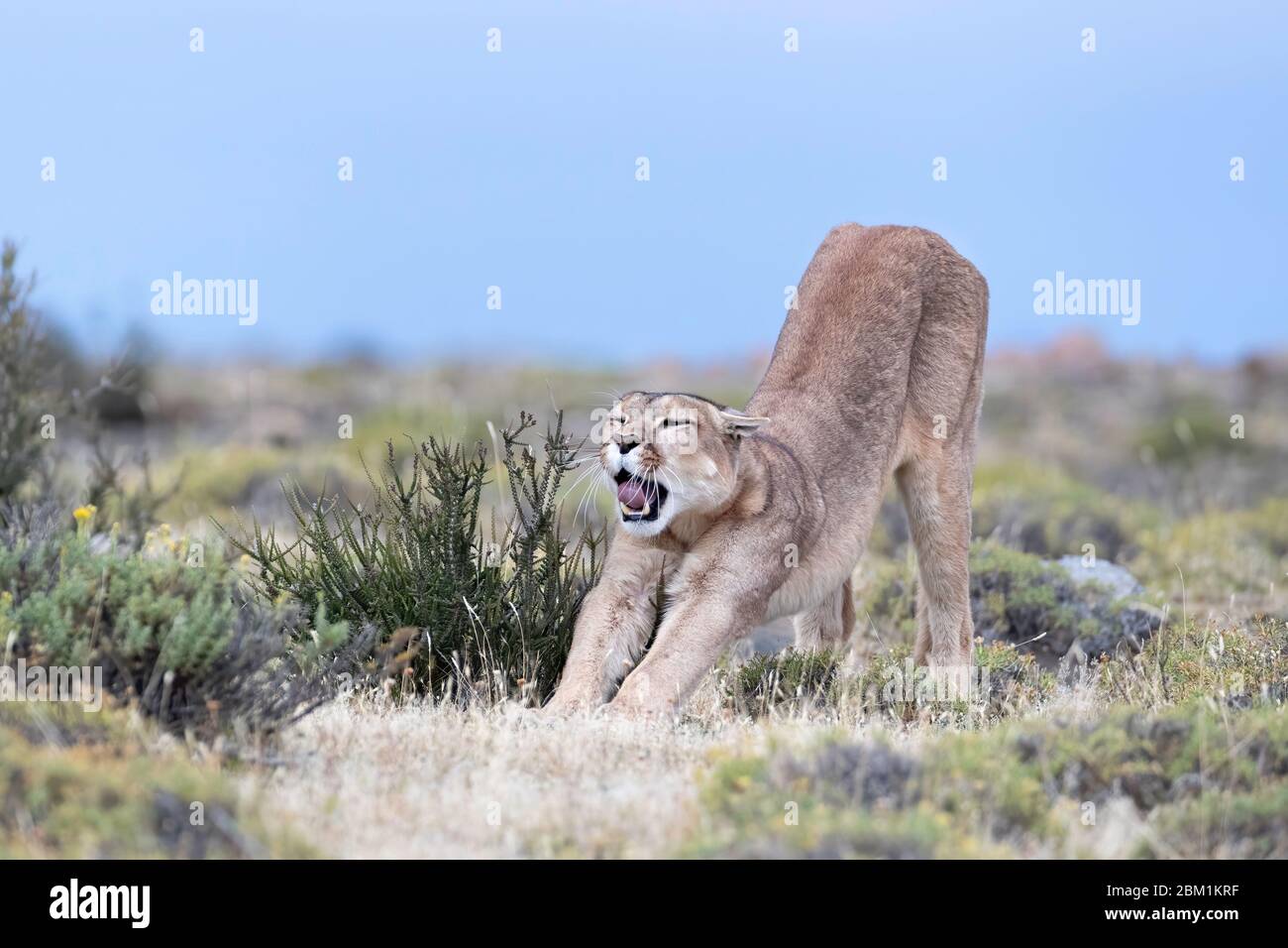 Single adult female puma stretches on the grass waiting to start hunting.  Also known as a cougar or mountain lion Stock Photo - Alamy