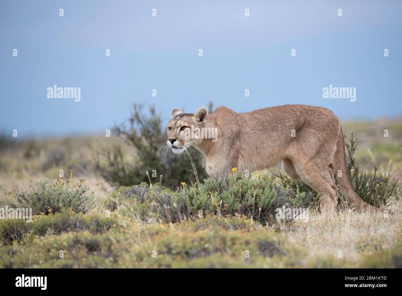 Single adult female puma walking through the grass waiting to start  hunting. Also known as a cougar or mountain lion Stock Photo - Alamy