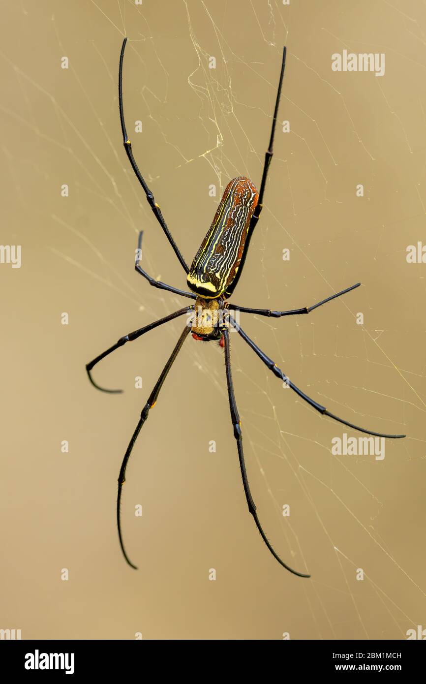 Giant Woodspider - Nephila pilipes, large colorful spider from Southeast Asia forests and woodlands, Malaysia. Stock Photo