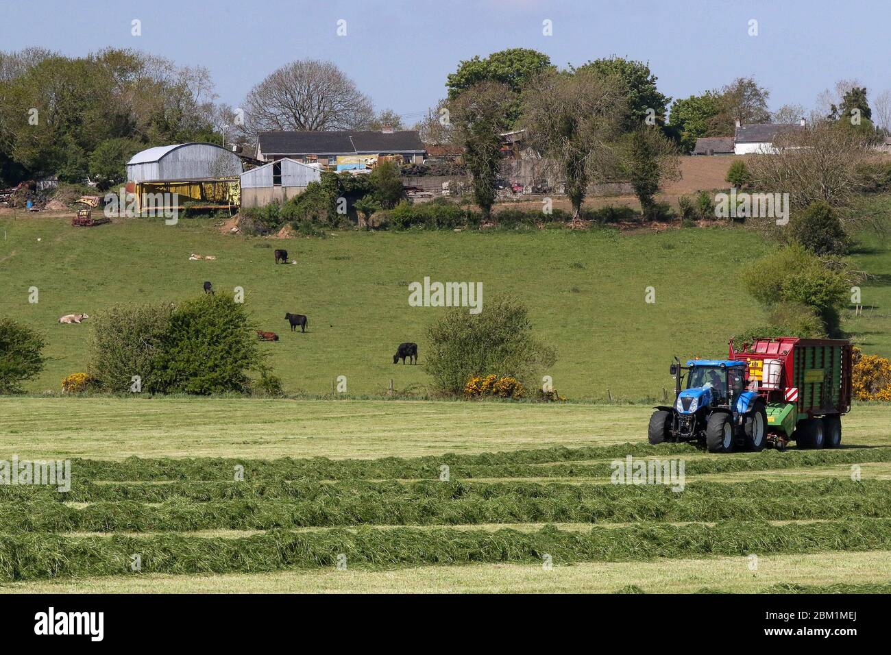 Magheralin, County Armagh, Northern Ireland. 06 May 2020. UK weather - bright blue sky and sunshine today as the execptional spell of dry spring weather continues. There will be some rain overnight before dry and cooler weather returns over the weekend. Tractor collecting cut grass in a sunny spring day. Credit: CAZIMB/Alamy Live News. Stock Photo