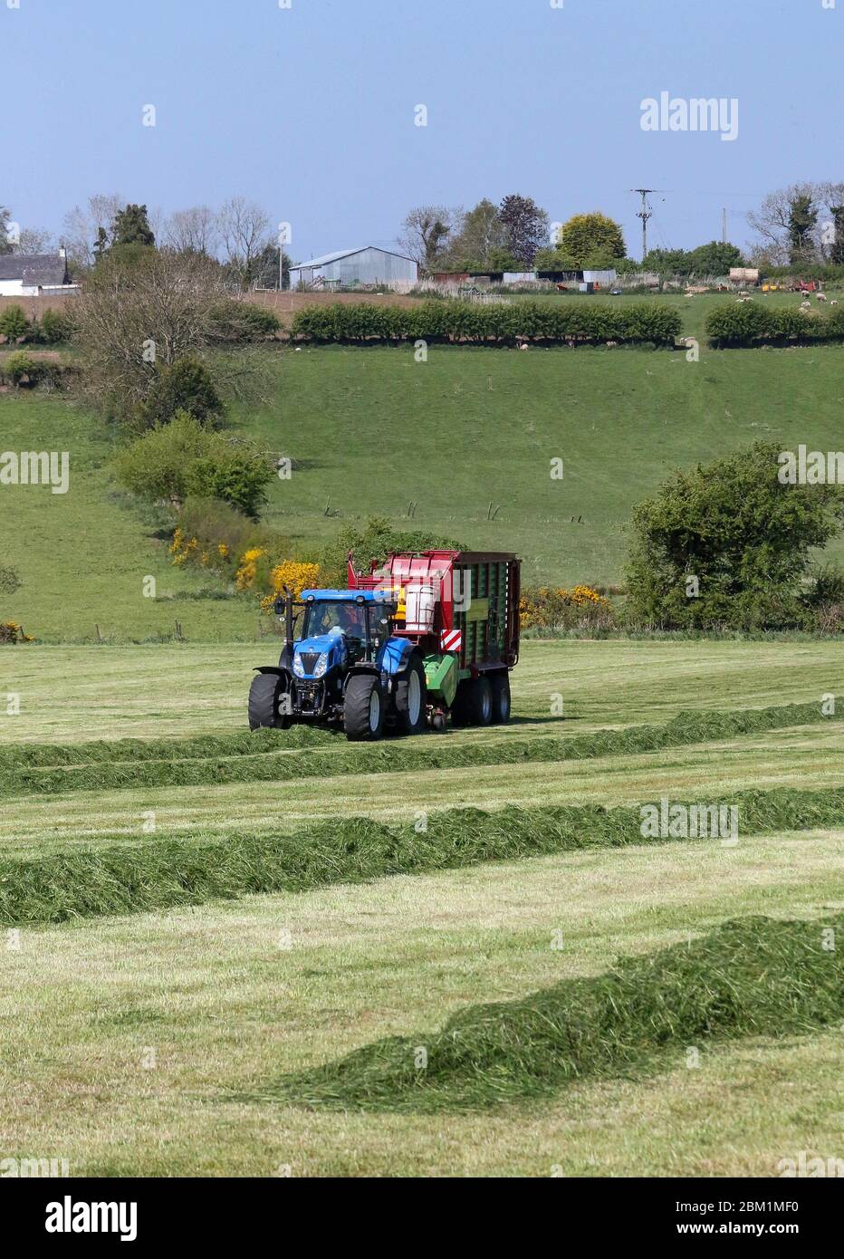 Magheralin, County Armagh, Northern Ireland. 06 May 2020. UK weather - bright blue sky and sunshine today as the execptional spell of dry spring weather continues. There will be some rain overnight before dry and cooler weather returns over the weekend. Gathering grass silage on a warm sunny spring day. Credit: CAZIMB/Alamy Live News. Stock Photo