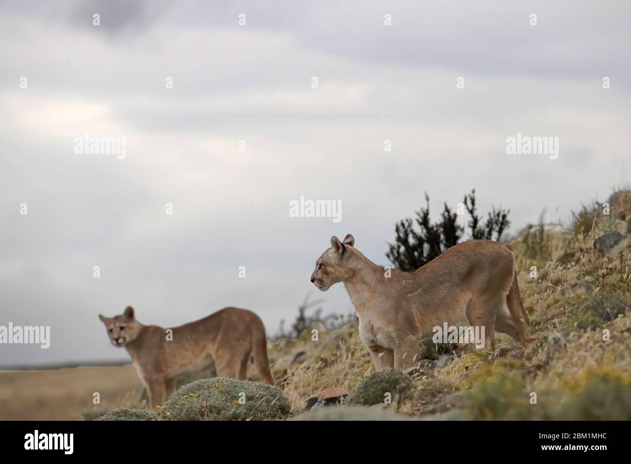 Two young Pumas stands on a hill side  Also known as Cougar or Mountain Lion Stock Photo