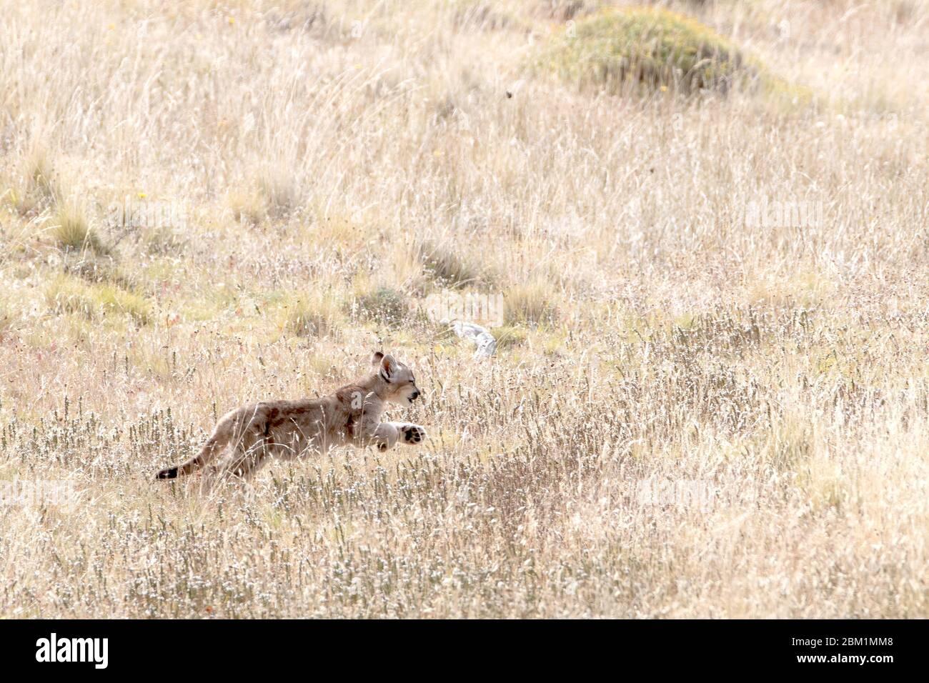 Single young puma cub on its own running through the grass on a hillside.  Also called cougar or mountain lion. Stock Photo