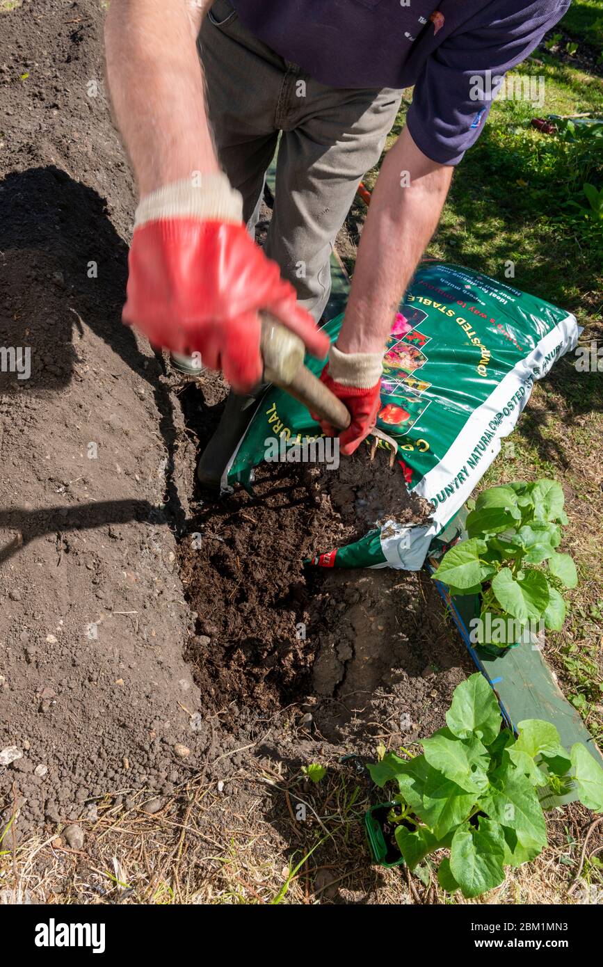 Suburban lawn having been dug up manure being dug into a trench before