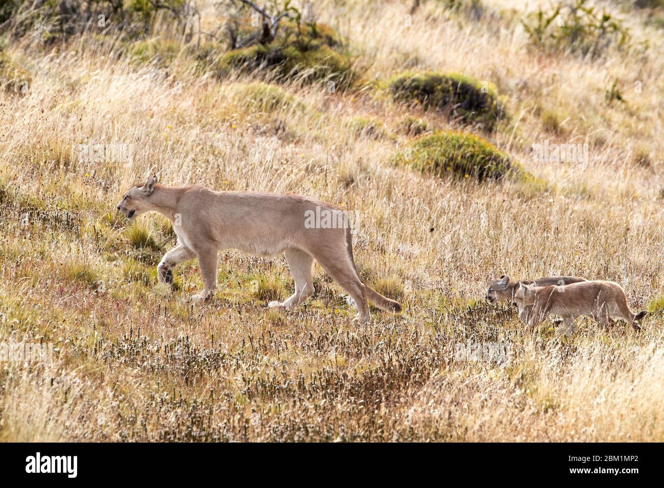 Puma mother and young cubs walking through short grass on a hill side.  Also called cougar or mountain lion. Stock Photo