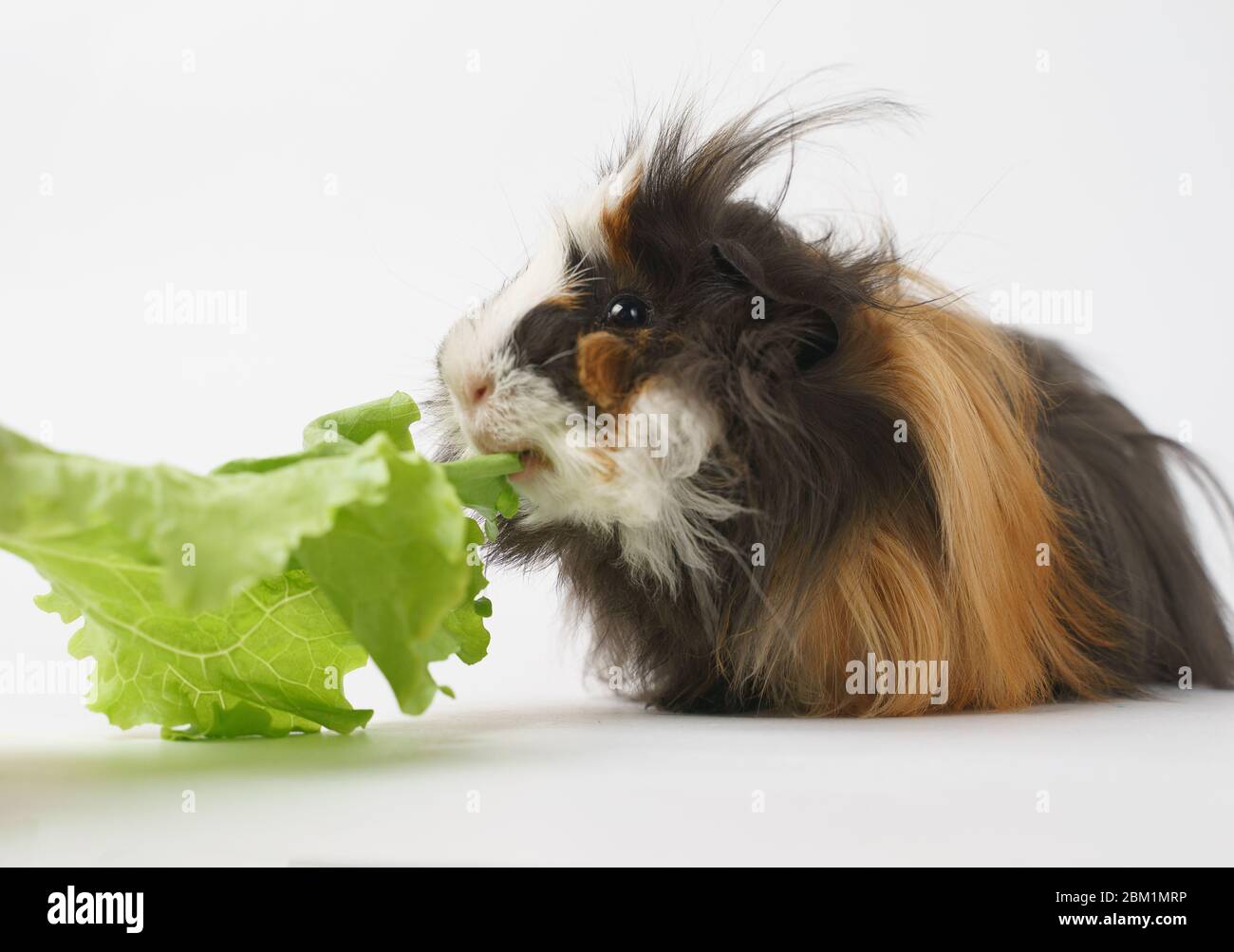 Shaggy guinea pig breed sheba eats a green salad on a white background ... - Whisker Face Guinea Pig Salad