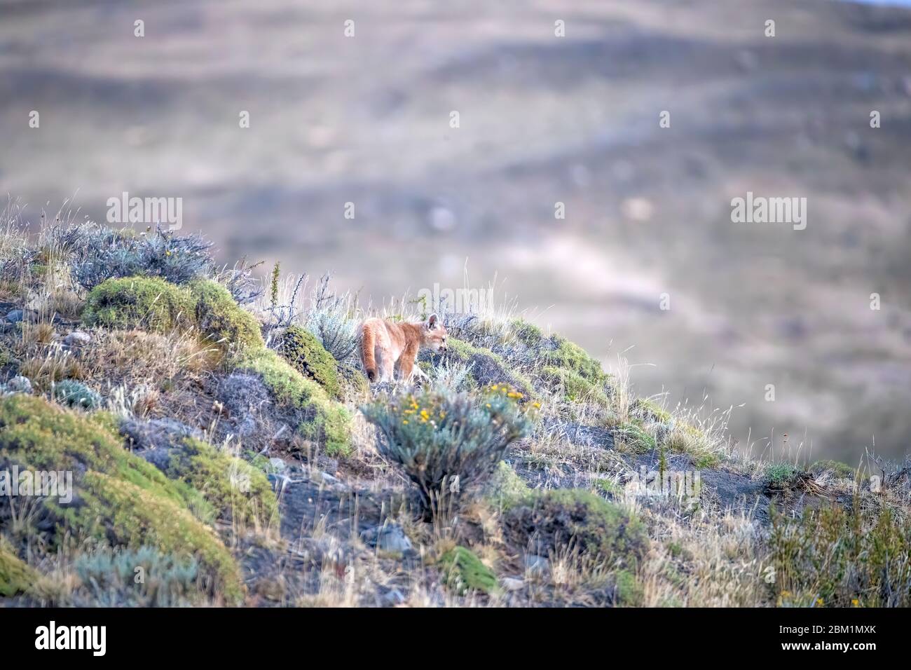 Single young puma cub on its own amongst the grass on a hillside.  Also called cougar or mountain lion. Stock Photo