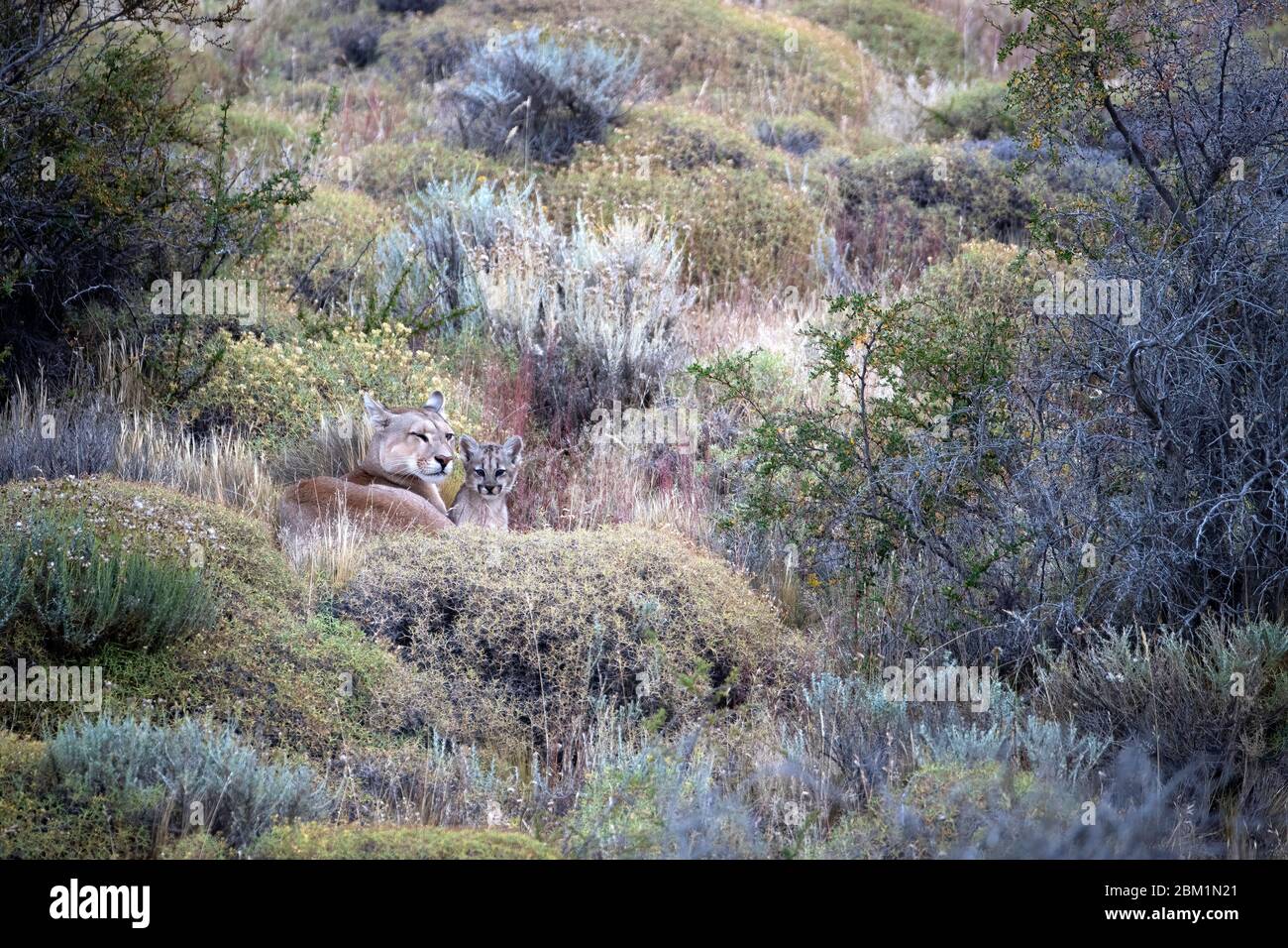 Puma mother and single cub, also known as a cougar or mountain lion, resting and watching from the grass and bushes on a hillside. Stock Photo