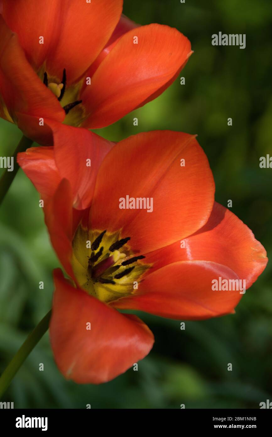 Tulipa ‘Orange Emperor’ Stock Photo