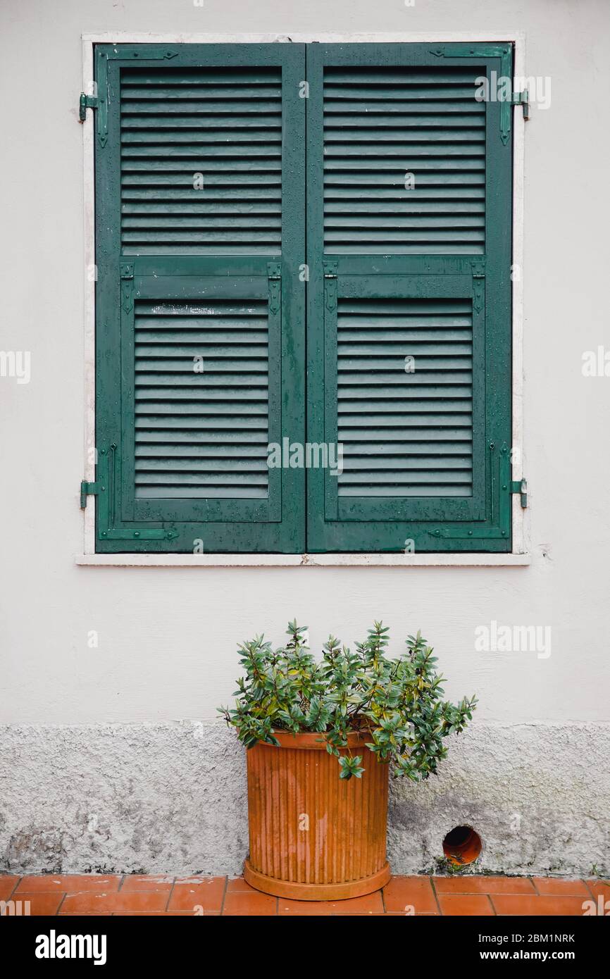 Green window shutters wooden dark vintage, blocking sunlight Stock