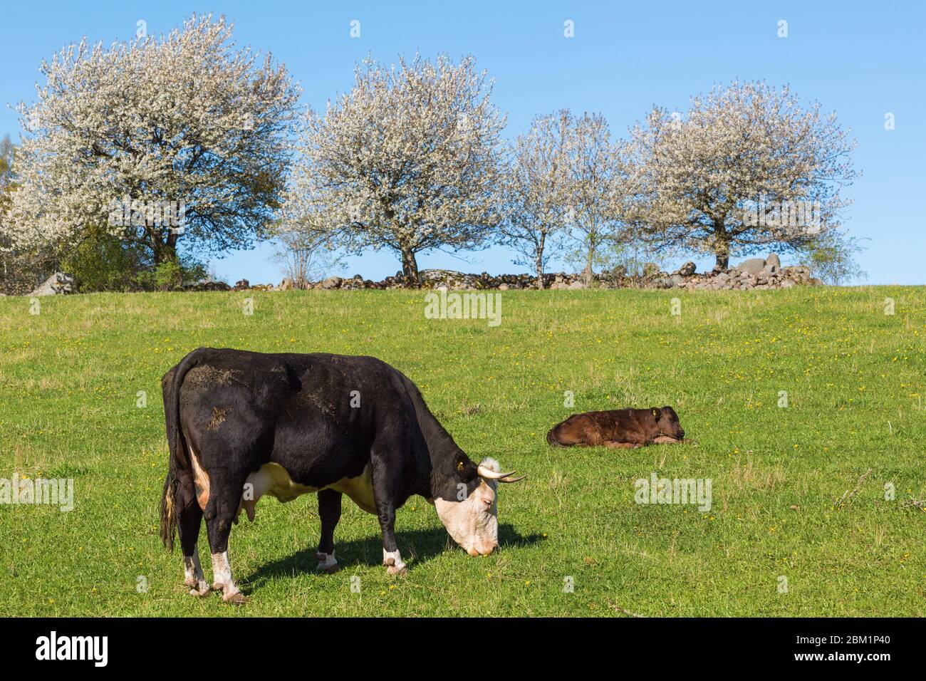Grazing cow with a calf on a meadow Stock Photo