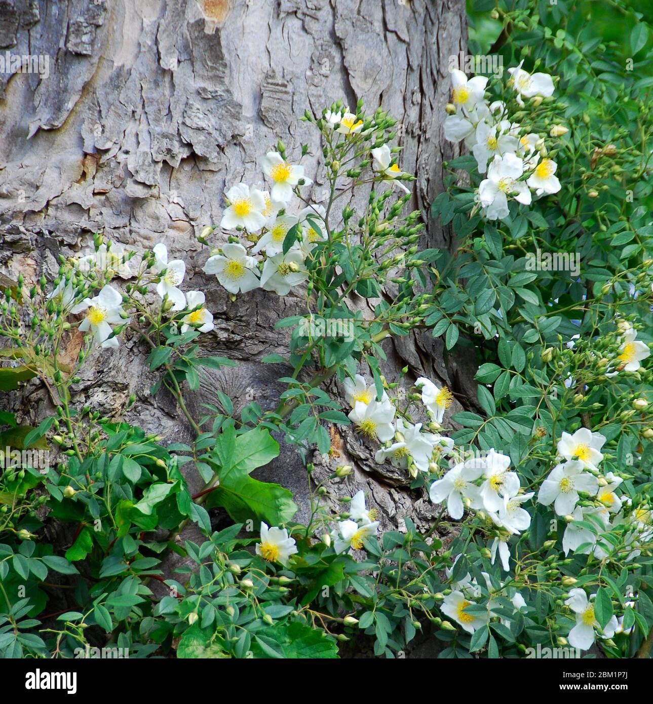 Clusters of Rosa ‘Wickwar' climb a veteran sycamore Stock Photo