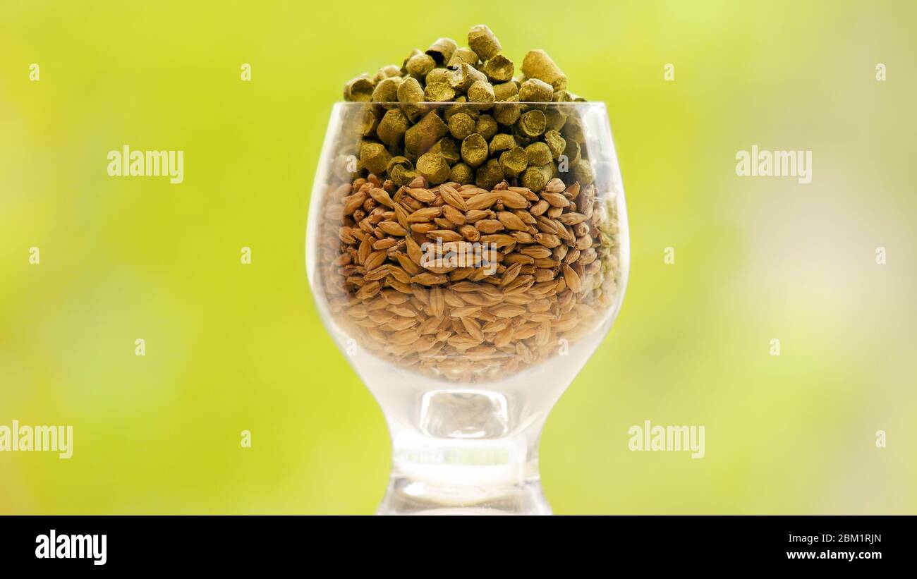 Malt and hops as essential ingredients for brewing a glass of beer