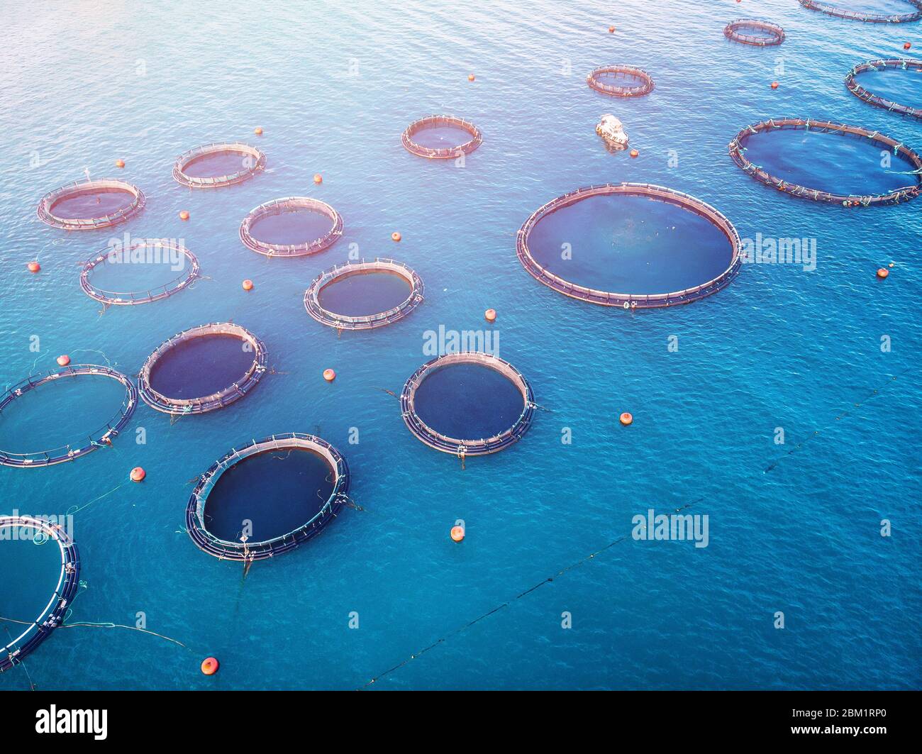Salmon fish farm in tank for breeding and maintenance, blue water. Aerial top view Stock Photo