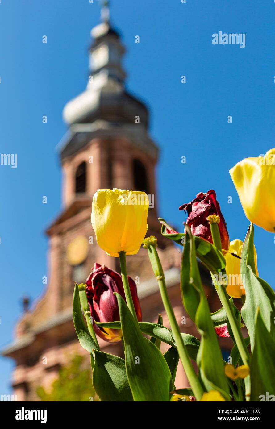 Old and young tulips in the flower bed. Flowers on the background of the church tower. Church in Alzenau, Germany. A city in Bavaria. Stock Photo