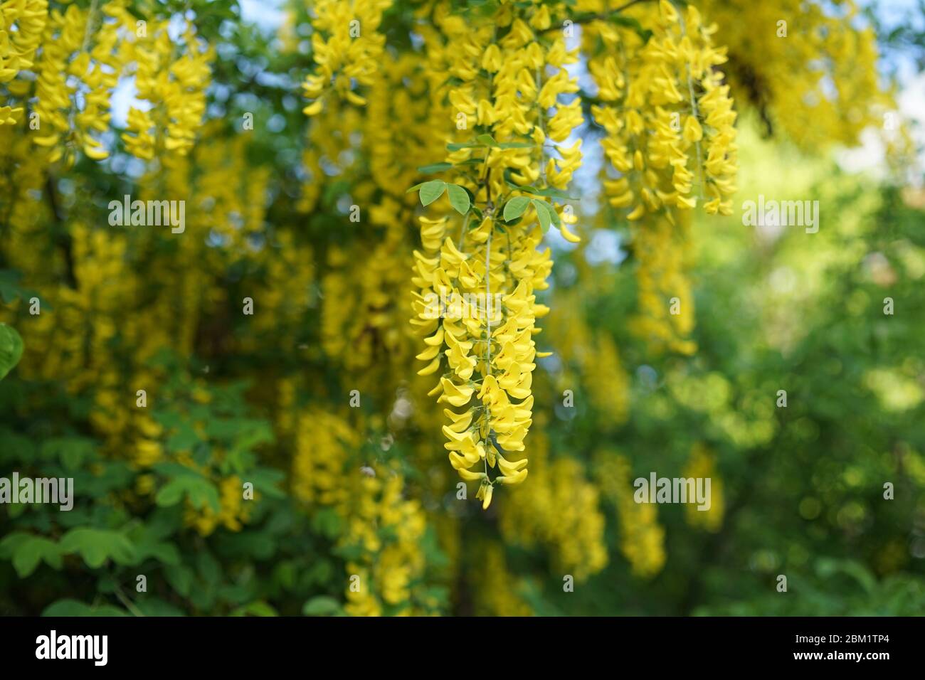 Laburnum, sometimes called golden chain or golden rain, is a genus of two species of small trees in the subfamily Faboideae of the pea family Fabacea. Stock Photo