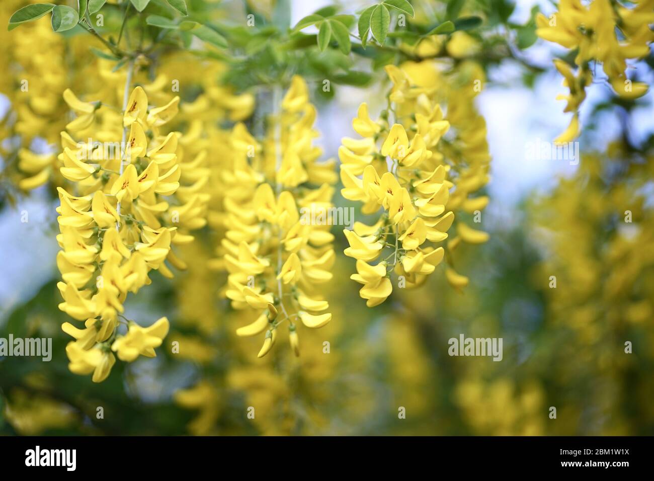 Laburnum, sometimes called golden chain or golden rain, is a genus of two species of small trees in the subfamily Faboideae of the pea family Fabacea. Stock Photo