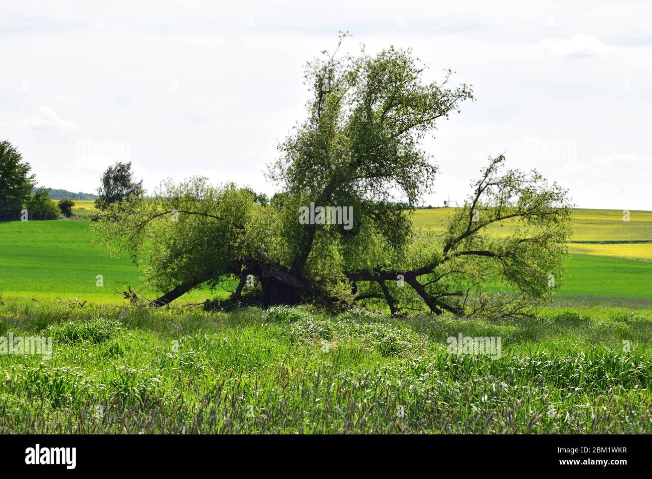 single swamp tree in spring Stock Photo