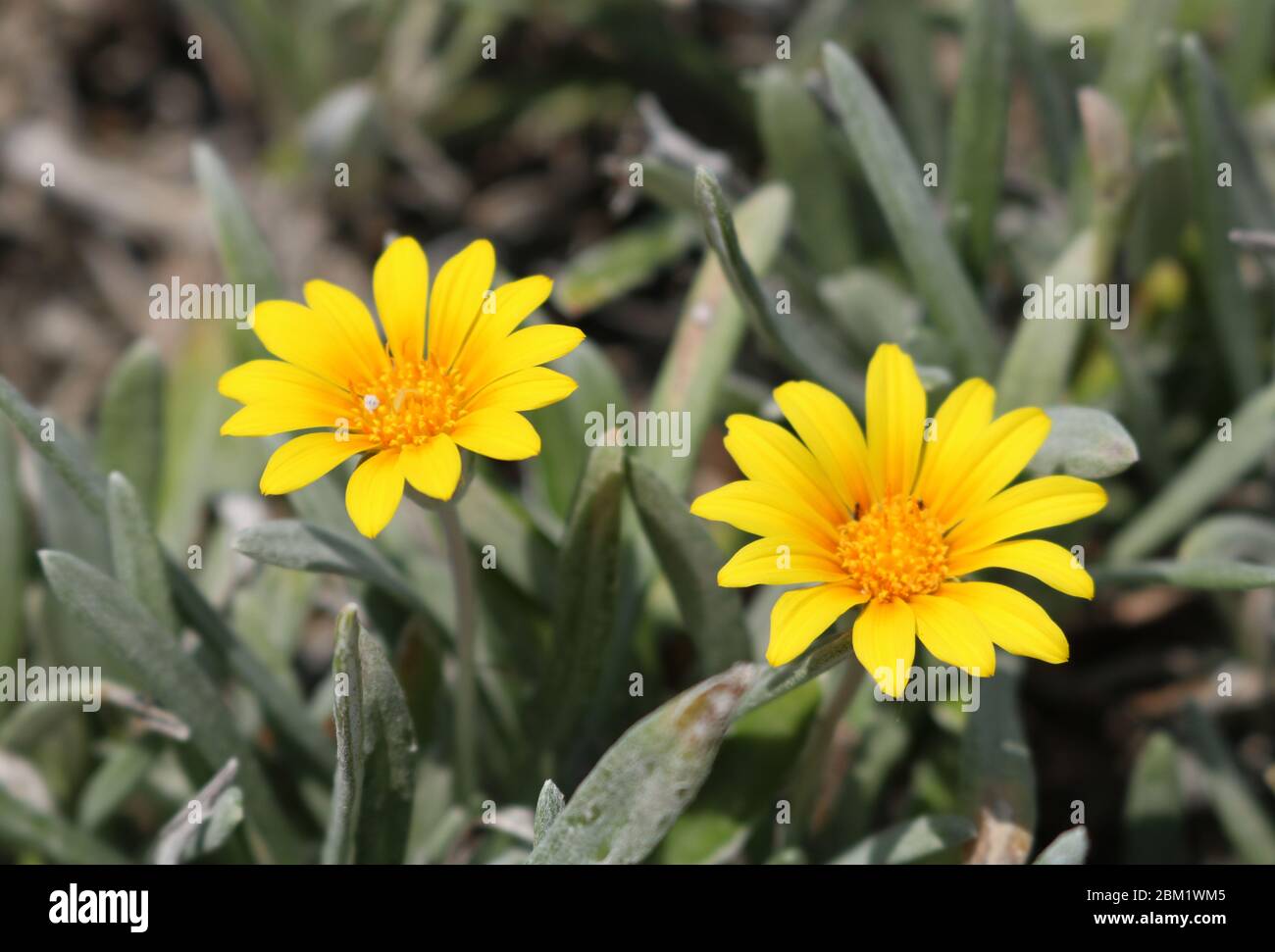 Two Yellow flowers in bloom in Paphos, Cyprus Stock Photo Alamy