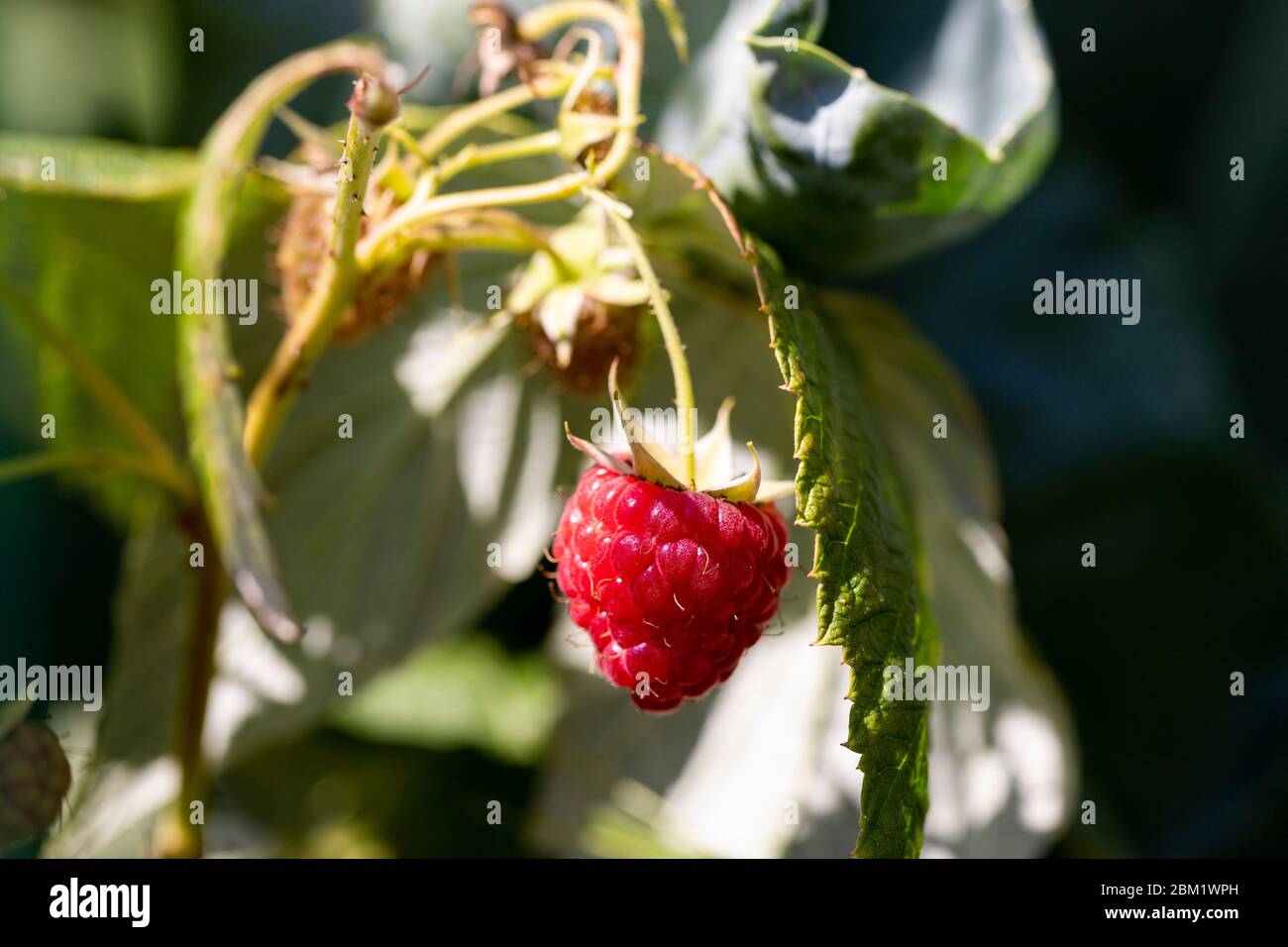 Closeup macro view of ripe fresh tasty juicy organic red raspberry