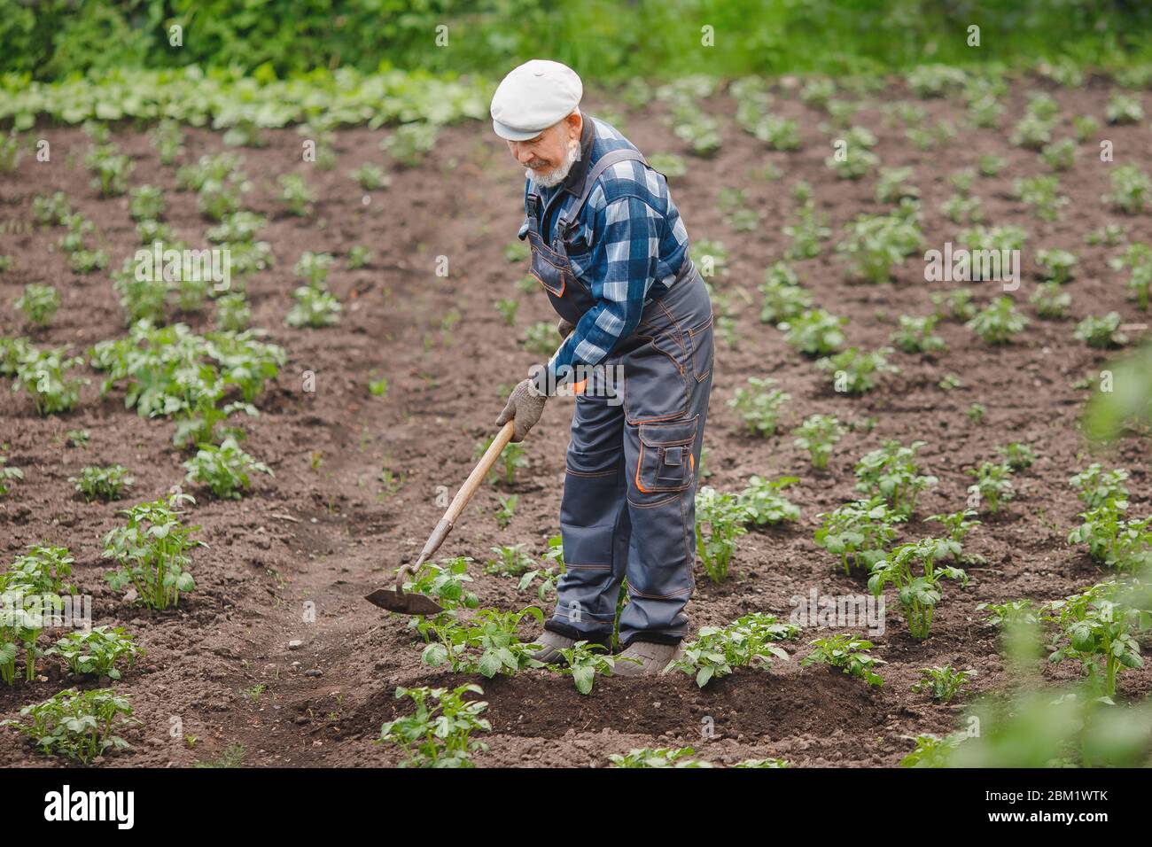 Removing weeds from soil of potatoes, Senior elderly man wielding hoe ...