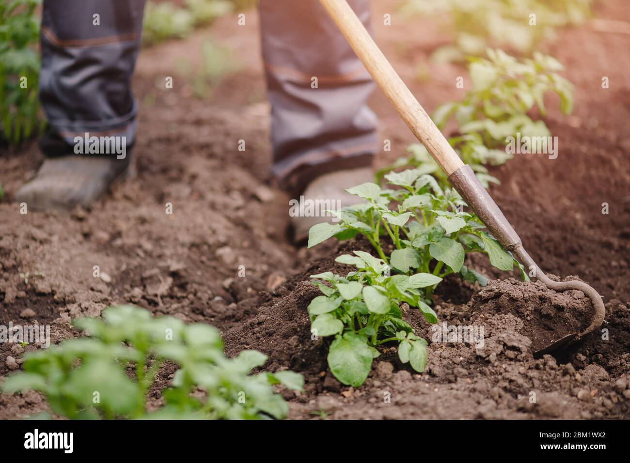 Removing weeds from soil of potatoes, Senior elderly man wielding hoe