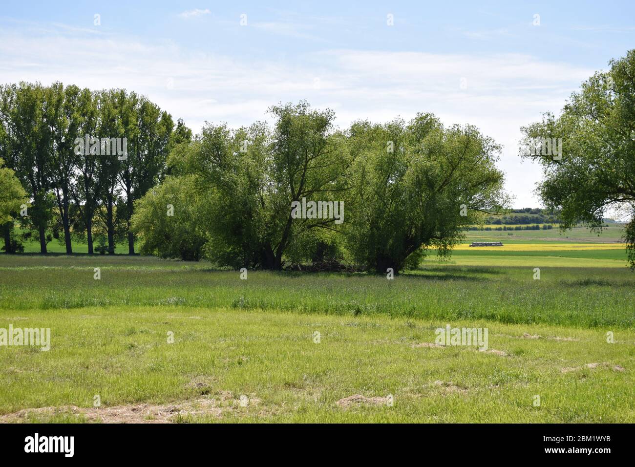 single swamp tree in spring Stock Photo