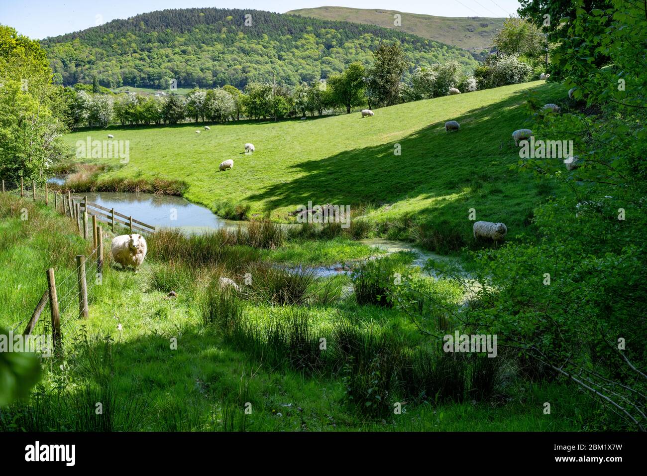 Wetland area on the edge of a field of sheep with hills in the background. Stock Photo