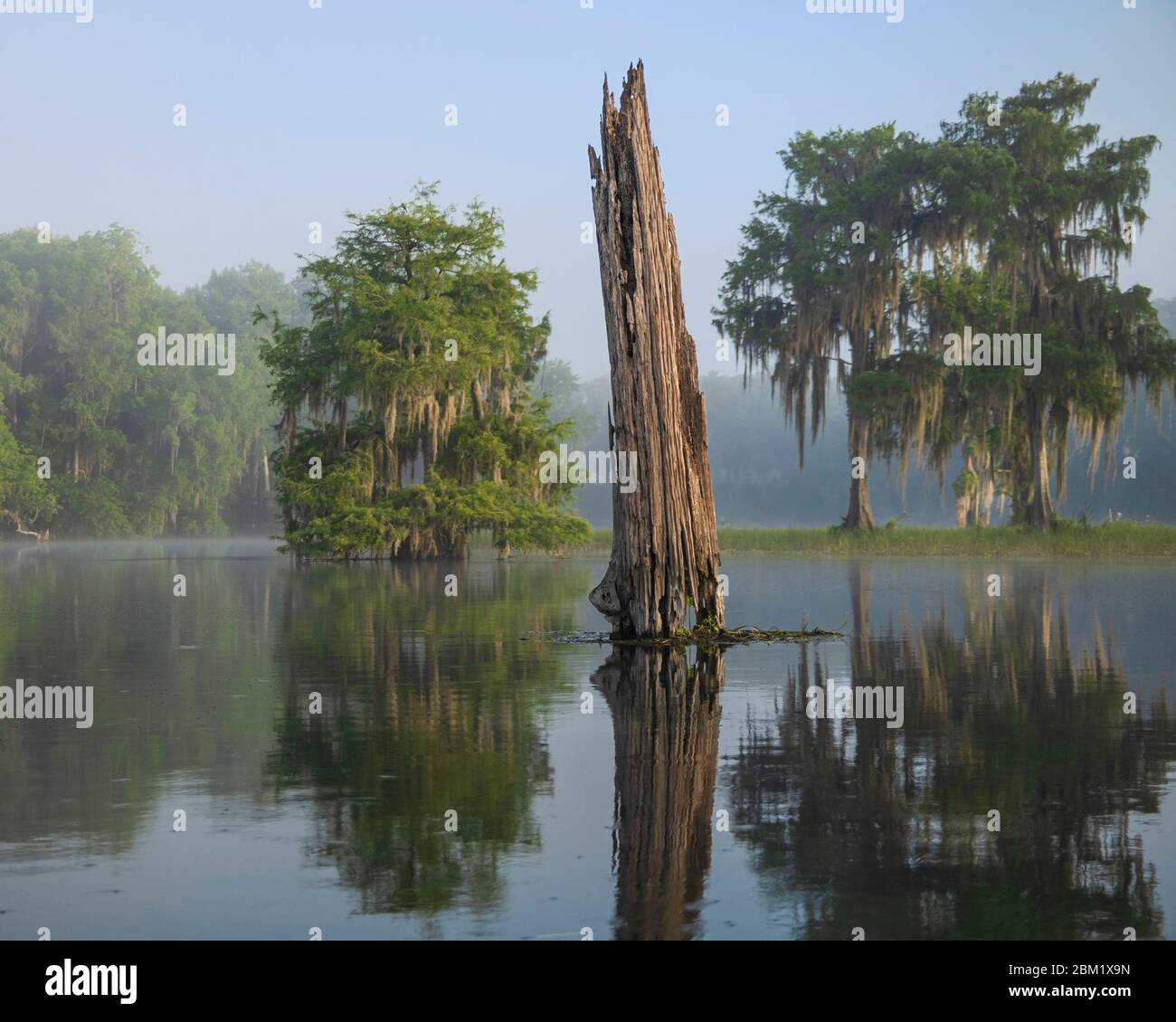 Remains of a cypress tree in the scenic spring fed Rainbow River. Dunnellon, Florida. Cypress trees draped in Spanish Moss set the background. Stock Photo