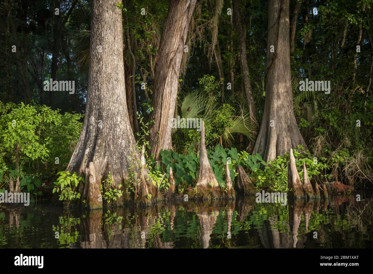 Riverbank of the Of The Withlacoochee river, Cypress, knees and trees along with palms and other vegetation along the river. Stock Photo