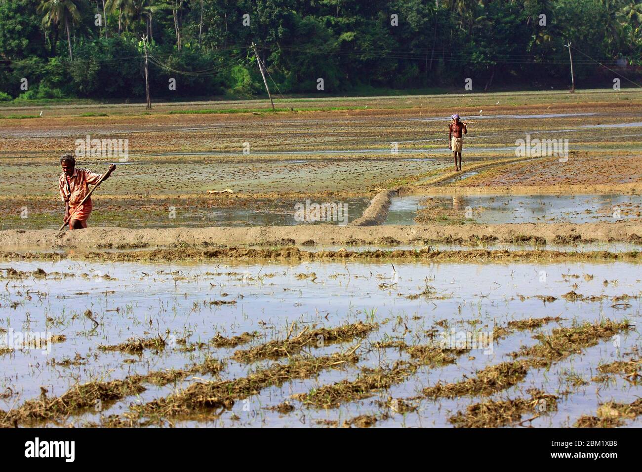 workers working on the rice paddy fields in kerala,south india,india,asia,farming in india,kerala rice farming,pradeep subramanian Stock Photo