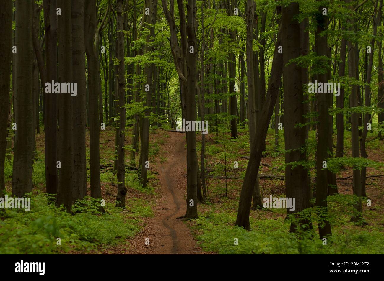 Rain forest trees growing hi-res stock photography and images - Alamy