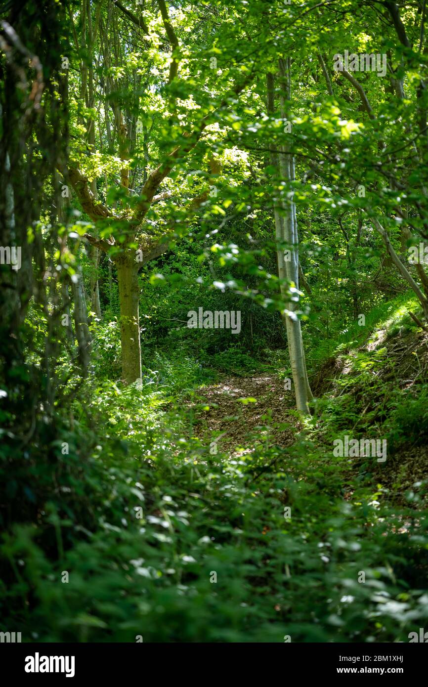 Small path leading up through a wood in the English countryside on a sunny summers day. Stock Photo