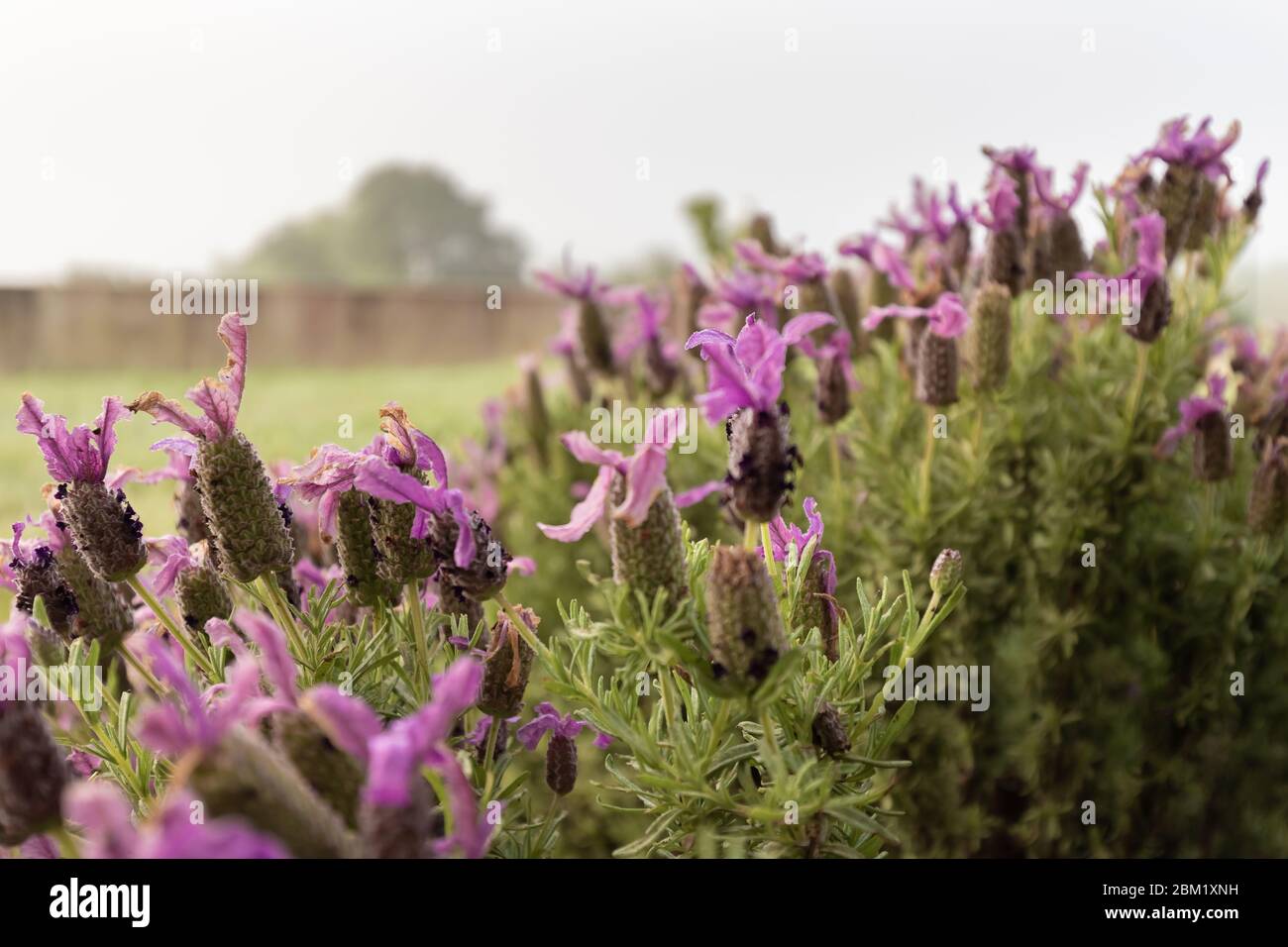 lavender butterfly in bloom with morning dew in a garden Stock Photo